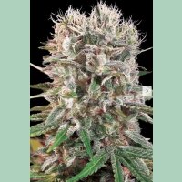 Paradise Seeds Wappa Fem 3St.