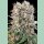 Paradise Seeds Wappa Fem 3St.