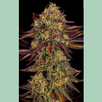 Paradise Seeds Tangerine Sorbet Fem 3St.