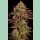 Paradise Seeds Tangerine Sorbet Fem 3St.