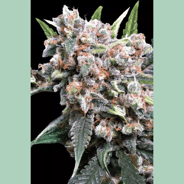 Paradise Seeds Wappa Auto Fem 3St.