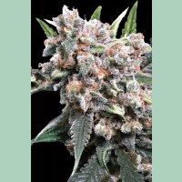 Paradise Seeds Wappa Auto Fem 3St.