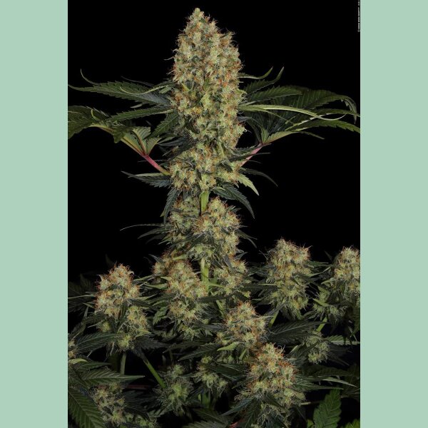 Paradise Seeds Mendocino Skunk Fem 3St.