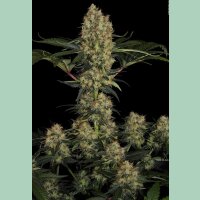 Paradise Seeds Mendocino Skunk Fem 3St.