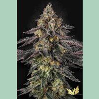 Paradise Seeds Sunset Paradise Fem 3St.