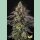 Paradise Seeds Sunset Paradise Fem 3St.