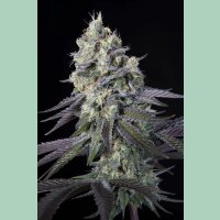 Paradise Seeds Purple Mints Fem 3St.