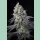 Paradise Seeds Purple Mints Fem 3St.