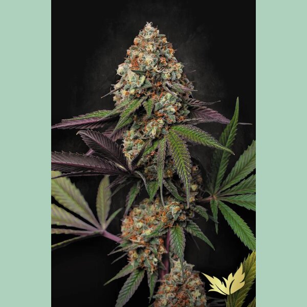 Paradise Seeds Caramba Fem 3St.