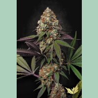 Paradise Seeds Caramba Fem 3St.