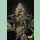 Paradise Seeds Caramba Fem 3St.