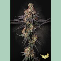 Paradise Seeds Gulupa Fem 3St.