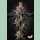 Paradise Seeds Gulupa Fem 3St.