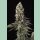 Paradise Seeds El Dorado OG Fem 3St.