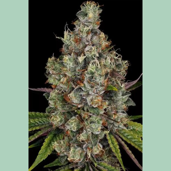 Paradise Seeds Rainbow Road Fem 3St.