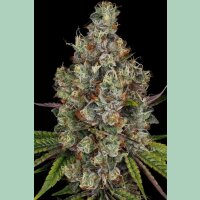 Paradise Seeds Rainbow Road Fem 3St.