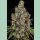 Paradise Seeds Rainbow Road Fem 3St.
