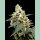 Paradise Seeds Lemonade Auto Fem 3St.