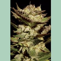 Paradise Seeds Durga Mata Fem 3St.