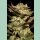 Paradise Seeds Durga Mata Fem 3St.