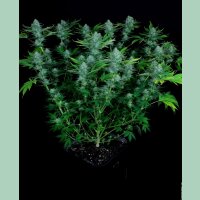 Paradise Seeds Nebula Fem 3St.