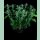 Paradise Seeds Nebula Fem 3St.