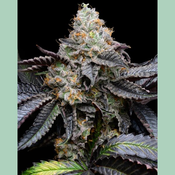 Cookies Seeds Blueberry Bubblegum Fem 3St.