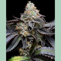 Cookies Seeds Blueberry Bubblegum Fem 3St.