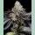 Cookies Seeds Blueberry Bubblegum Fem 3St.