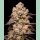 Cookies Seeds Dried Fruit Fem 3St.