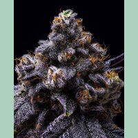 Cookies Seeds Hollywood Fem 3St.
