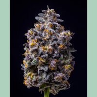 Cookies Seeds Hollywood Fem 3St.