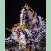 Cookies Seeds Hollywood Fem 3St.
