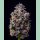 Cookies Seeds Hollywood Fem 3St.
