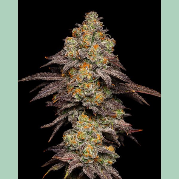 Cookies Seeds BIG Z Fem 3St.