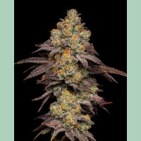 Cookies Seeds BIG Z Fem 3St.