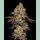 Cookies Seeds BIG Z Fem 3St.