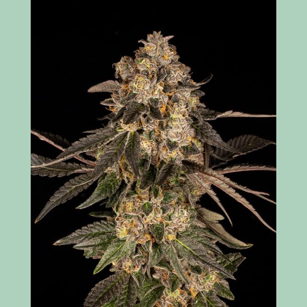 Cookies Seeds Cherry Fritter Fem 3St.