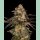 Cookies Seeds Cherry Fritter Fem 3St.