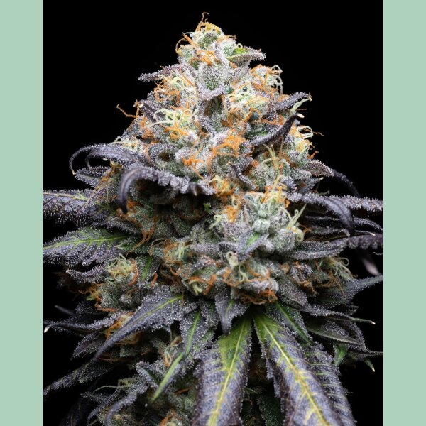 Cookies Seeds Double Sherb Fem 3St.