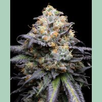 Cookies Seeds Double Sherb Fem 3St.