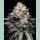Cookies Seeds Double Sherb Fem 3St.