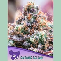 Anesia Future Island Fem 3St.