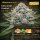 Bloom Bulk Seeds Girls Scout Cookies Fem 10St.