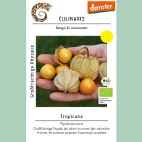 Großfrüchtige Physalis Tropicana