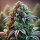 Bloom Bulk Seeds Gelato Fem 10St.