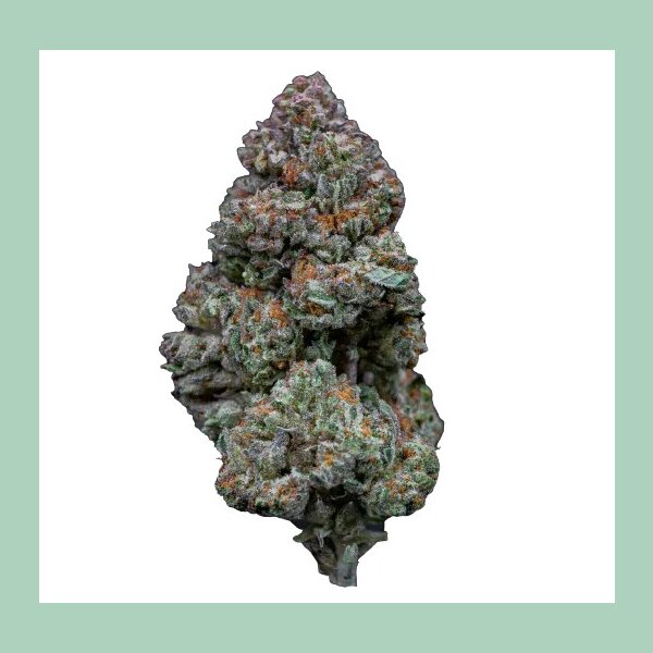Growers Choice RS 11 Fem 3St.