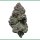 Growers Choice RS 11 Fem 3St.