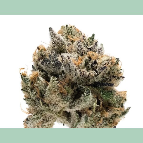 Growers Choice Tropical Cookies XXL Auto Fem 3St.