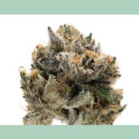 Growers Choice Tropical Cookies XXL Auto Fem 3St.